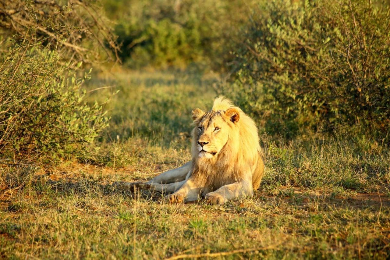 Madikwe Hills Private Game Lodge มาเดิคเวเกมรีเซิร์ฟ ภายนอก รูปภาพ