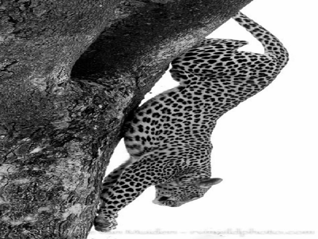 Madikwe Hills Private Game Lodge มาเดิคเวเกมรีเซิร์ฟ ภายนอก รูปภาพ